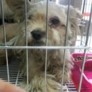 행복한집사 이미지