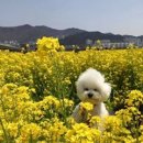 포리애견 이미지