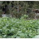 쌍둥이네농장 이미지