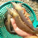 CJ 푸드빌(주) 이미지