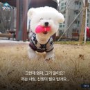 안녕댕댕쓰 Daum카페
