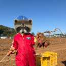 신현농장 | 강화 고구마농장 체험 신현농원 방문후기 가격 준비물