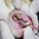 다온동물병원 | 대연동 다온동물병원 10살 고양이 스케일링 및 발치 후기