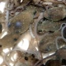 남도뻘낙지 이미지