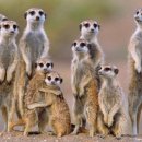 미어켓파크 이미지