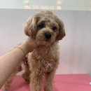 샤인펫 (Shine pet) 이미지