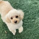 도그레이 이미지