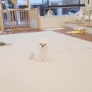 탑클래스 펫 이미지