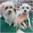 사랑해줄개 이미지