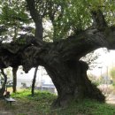 면사무소옆 이미지