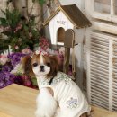 라즈베리힐 이미지