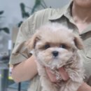 후니네멍멍이 이미지