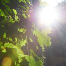 (주)고향주유소 이미지