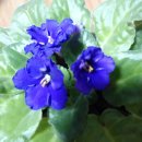 세인트폴리아 이미지