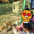 진도개 53카페 이미지