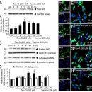 Re: 성상교세포에서 Nrf2 활성 매개, 타우린의 신경세포 보호기전 탐구 2023 논문 이미지