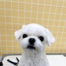 늘봄펫살롱 이미지