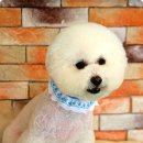 쭈니쭈니 펫살롱 이미지