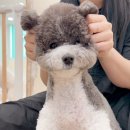 대박펫살롱 | 강서구 마곡 애견 미용 정직한 펫살롱 솔직 후기