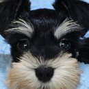 퍼피로비 이미지