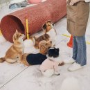 펫나라 이미지
