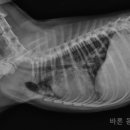 바론켄넬 네이버블로그