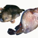 뱃머리 식당 이미지