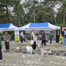 펫스티벌 이미지