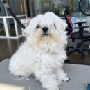 야옹아 멍멍해봐(봉명동) 이미지