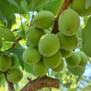 효림농장 이미지