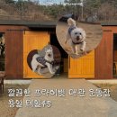 고매로43번길 | 용인 애견카페 테일45 대관운동장 B동 재방문 예약 꿀팁 및 가격 총정리