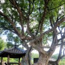 느티나무마을 이미지