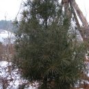 아침농원 이미지