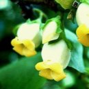 감꽃향기 이미지