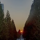 기지시 메타세콰이아 이미지