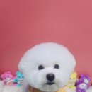 스타애견샵 이미지