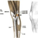 음곡혈KI10 음곡(陰谷2개 穴) : 足少陰之脈所入爲合水穴. 이미지