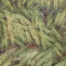 사시산색 이미지