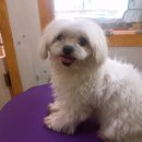 조은애견미용 이미지