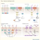Re: quorum sensing 으로 보는 박테리아 생존, 군집화 이미지