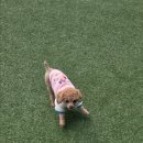 아이러브마이독 | 경기도 광주 애견카페 아이러브 독 멍탐험 ^^