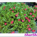 팔당초계국수 이미지