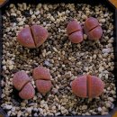 마라모