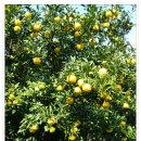 최순휴 농장 이미지