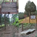 두동편백 이미지