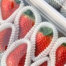 킹스베리 이미지