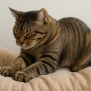 꾹꾹이 하는 고양이(kneading cats) | 꾹꾹이의 과학: 왜 발로 반죽하듯 누를까?