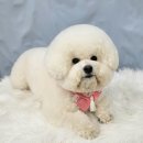 봄날의 댕댕이 이미지