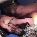 대신동물병원 | 강아지 치과 전문병원 수원 뿌리동물병원 스케일링, 발치 후기 - 재발 없는 1년 변화