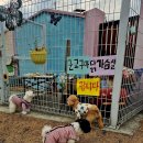 호야별 애견유치원 이미지